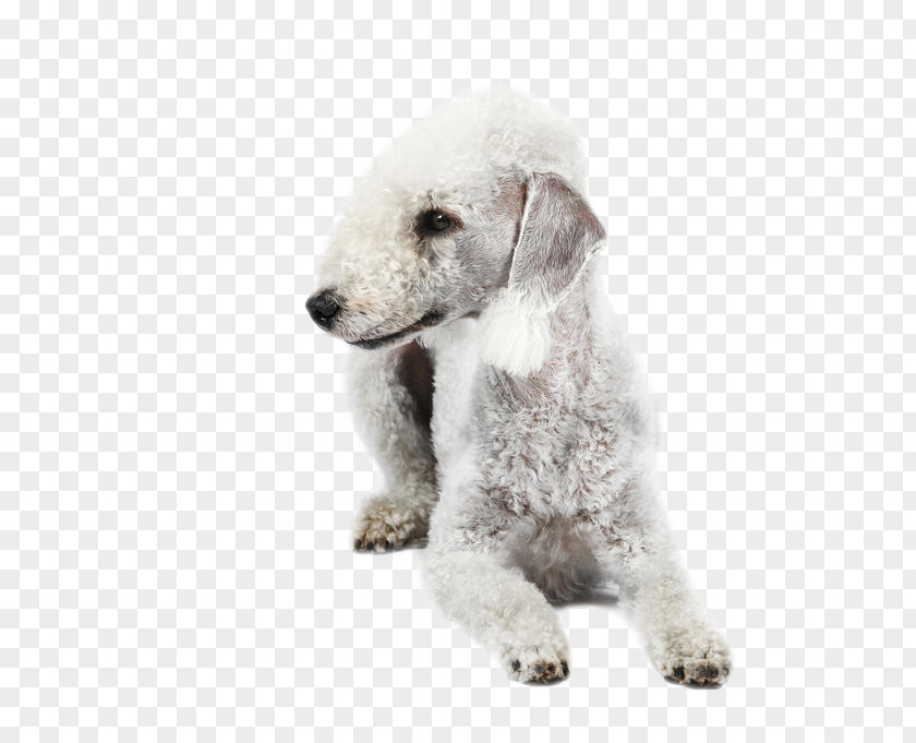 Puppy Wire Hair Fox Terrier Dog Breed Companion PNG