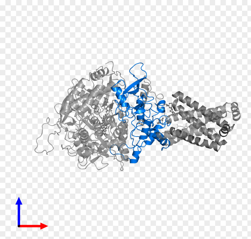 Succinate Dehydrogenase American Butterfish Perch Printing Flounder PNG