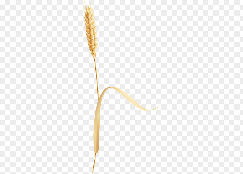 Wheat PNG clipart PNG