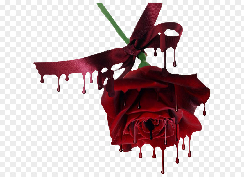 Blood Drawing Rose Flower Image Beach Red PNG
