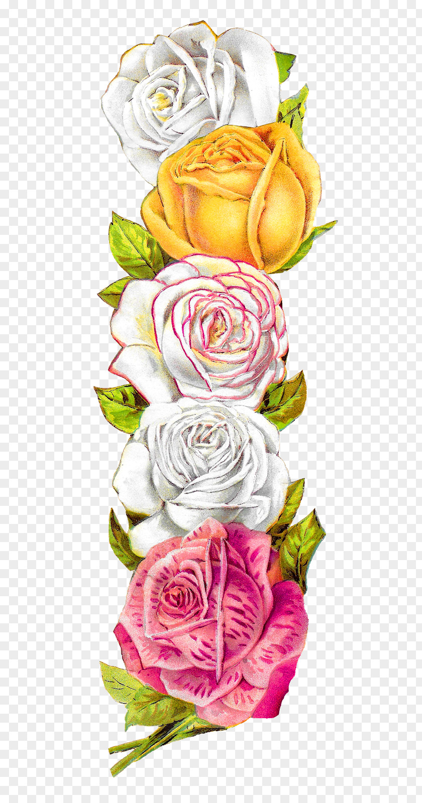 Flower Garden Roses Cabbage Rose Floral Design Clip Art Image PNG