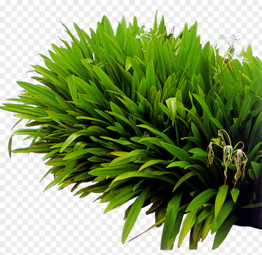 Green Grass Lawn Natural Landscaping PNG