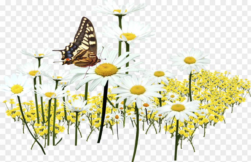 Camomila Filigree Monarch Butterfly Brush-footed Butterflies Oxeye Daisy Insect Roman Chamomile PNG