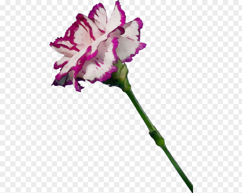 Flower Cut Flowers Plant Pink Carnation PNG