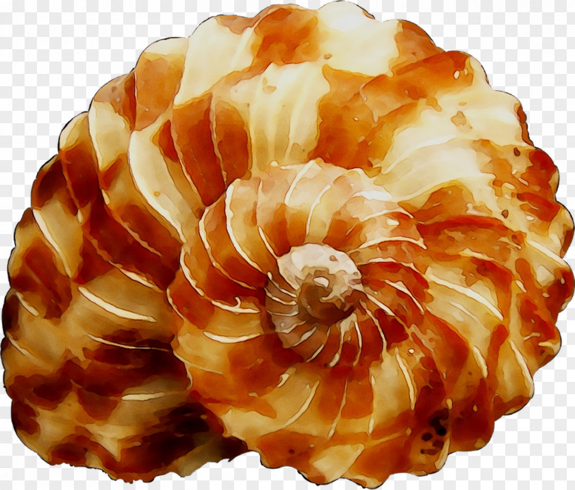 Nautiluses Seashell Conchology PNG