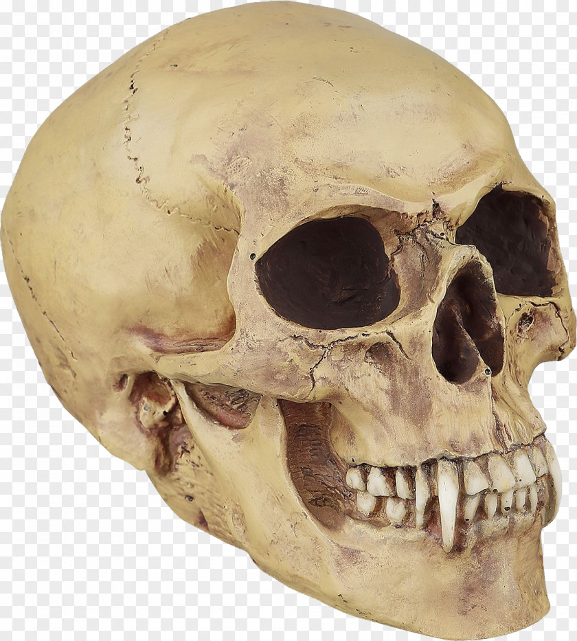 Skull Human Symbolism Bone Vampire Tooth PNG