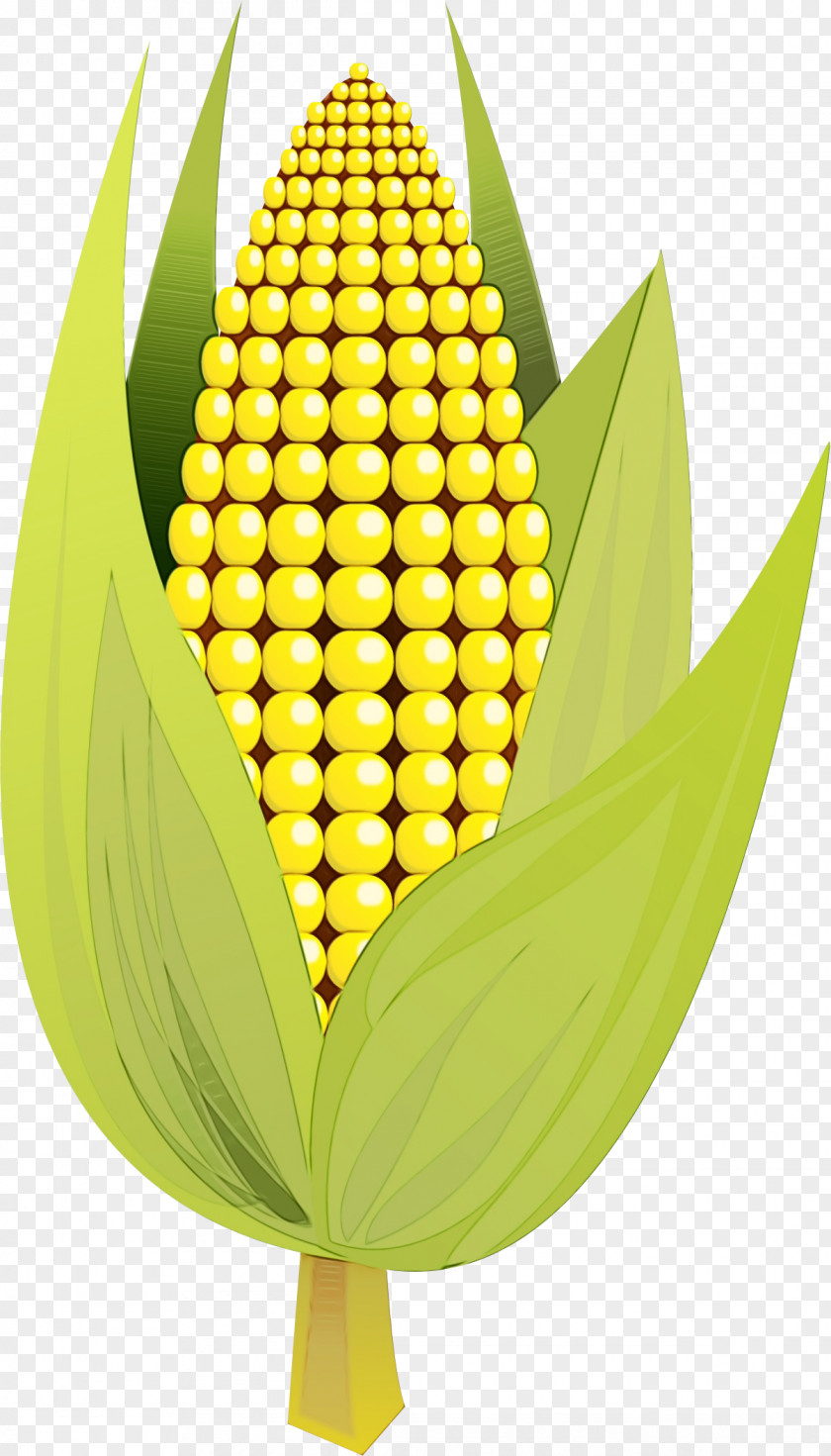 Corn Vegetarian Food Watercolor Flower Background PNG
