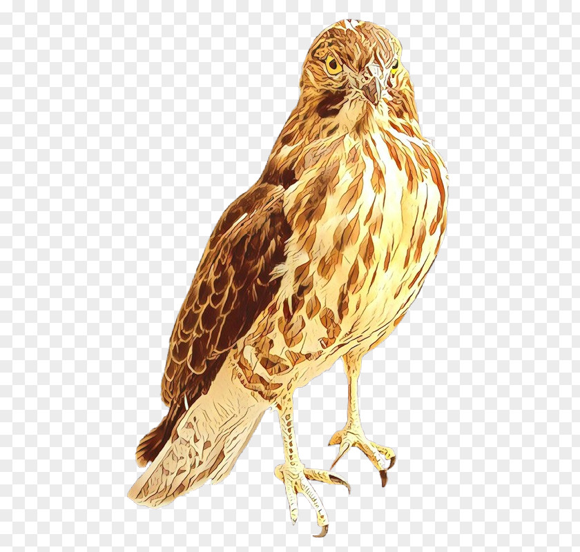 Hawk Owl Buzzard Beak Fauna PNG