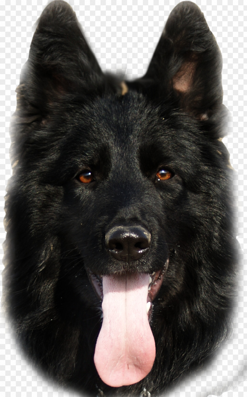 King Old German Shepherd Dog Shiloh East-European PNG