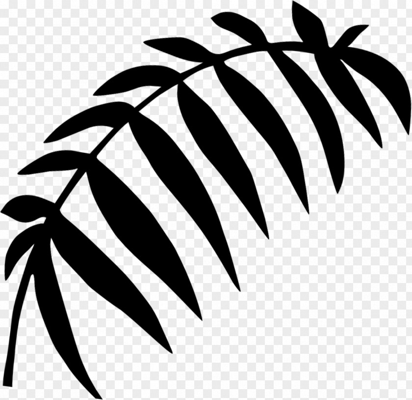 M Clip Art Leaf Plant Stem Palm Trees Black & White PNG