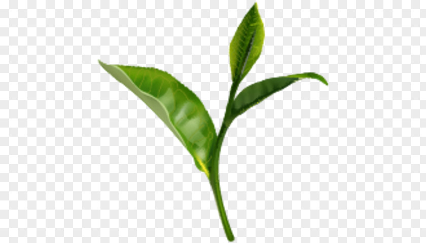 Tea Green Darjeeling Black Camellia Sinensis PNG