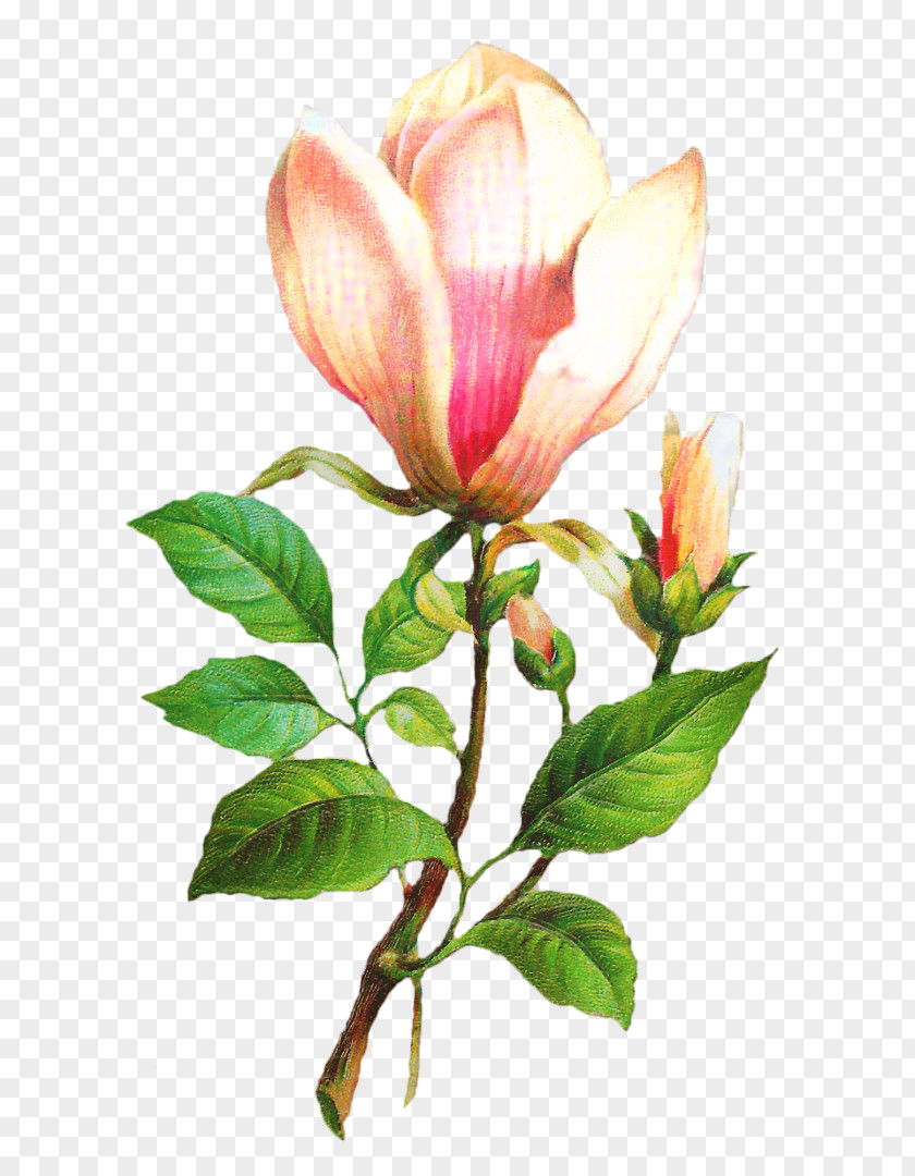 Clip Art Flower Rose Plants PNG