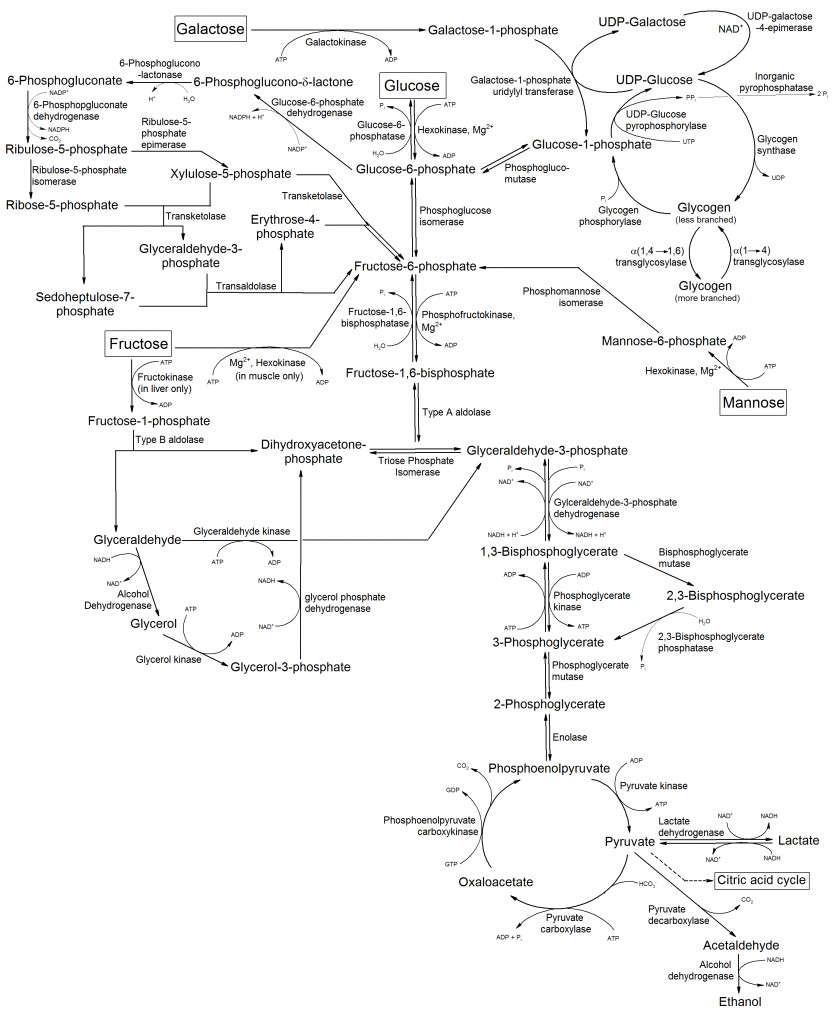 Common Monosaccharide Metabolism Metabolic Pathway Glycogenesis Mannose PNG