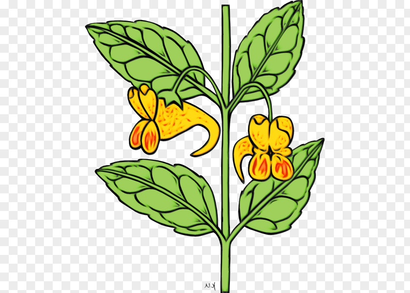Cowslip Yellow Flower Clip Art Plant Leaf Flowering PNG