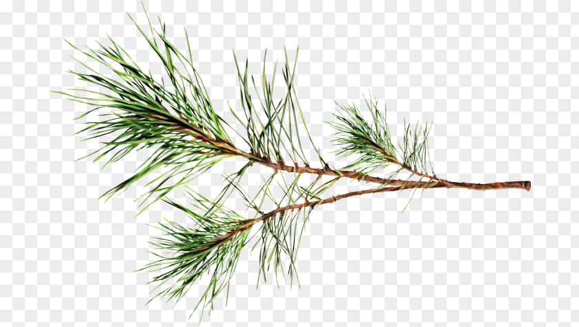 Fir Elymus Repens Christmas Black And White PNG