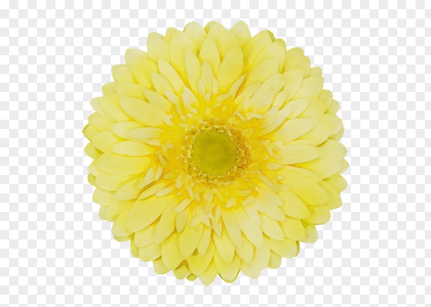 Flowering Plant English Marigold Yellow Gerbera Flower Cut Flowers Petal PNG