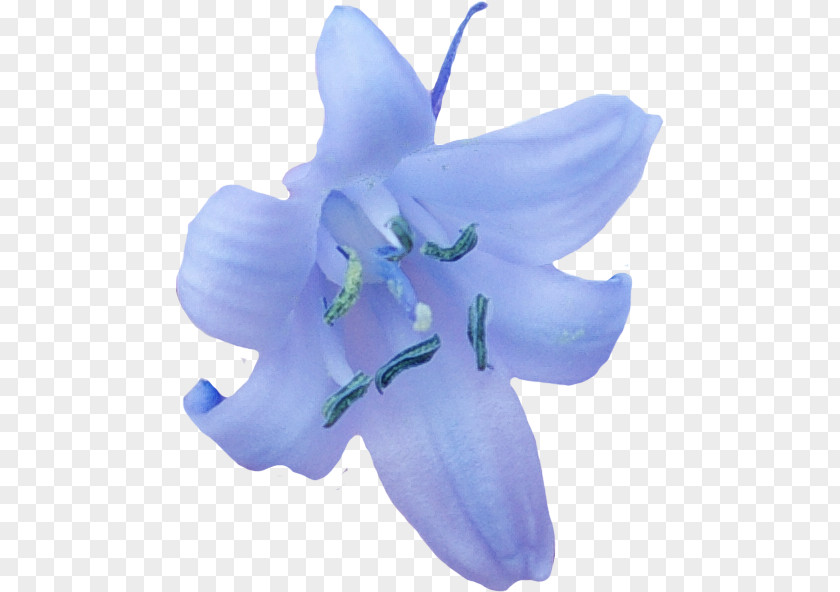 Iris Bellflower Family Blue Flower PNG