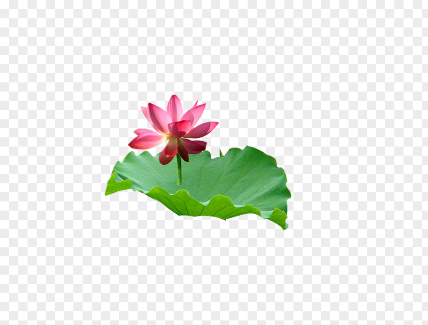 Lotus Leaf Nelumbo Nucifera Petal PNG