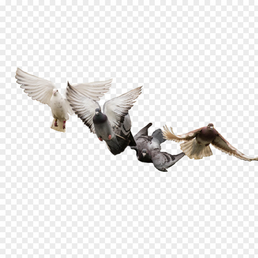 Pigeon Bird Columbidae Feather PNG