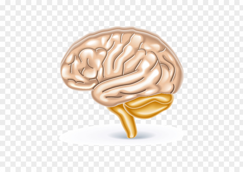 Human Body Organ System Anatomy Brain PNG body system brain, brain clipart PNG