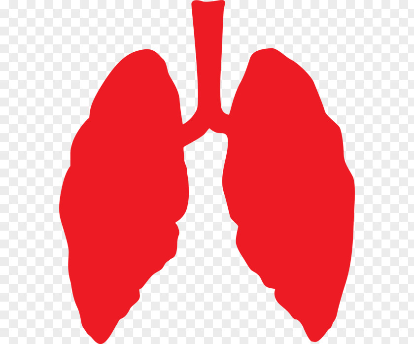 Lungs Red Lung Cancer Chronic Obstructive Pulmonary Disease Respiratory System Bronchitis PNG