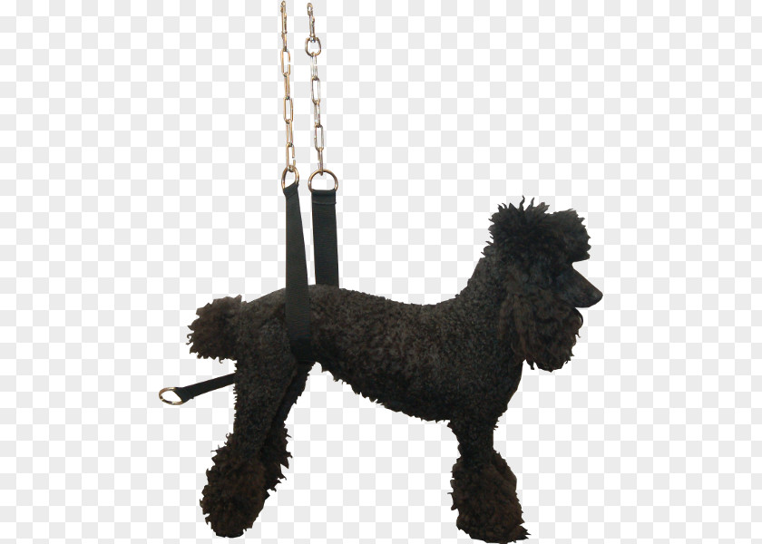 Standard Poodle Miniature Barbet Portuguese Water Dog Spanish PNG