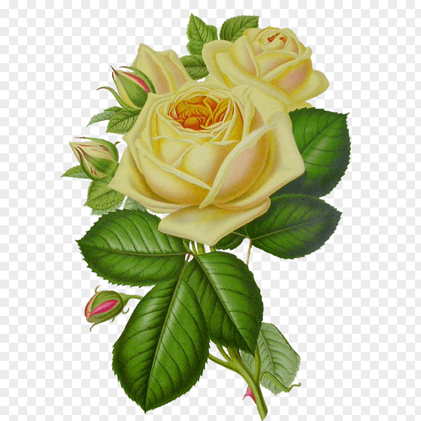 White Rose Vintage PNG Vintage, yellow rose flower clipart PNG