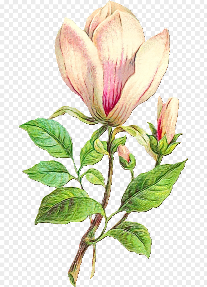 Wild Peony Red Turtlehead Flower Flowering Plant Petal Magnolia PNG