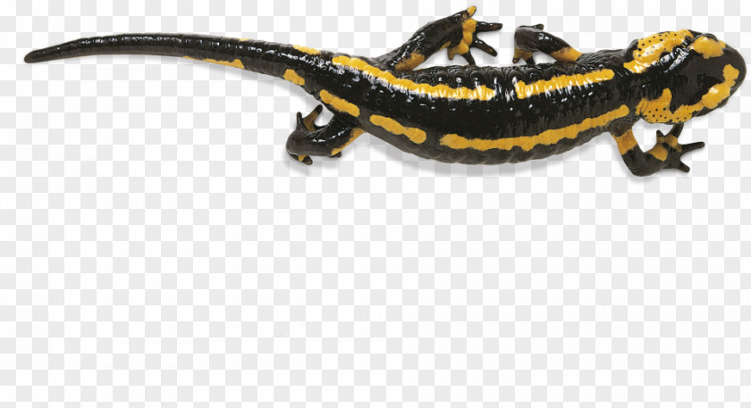 Amphibian Fire Salamander Reptile Newt Frog PNG