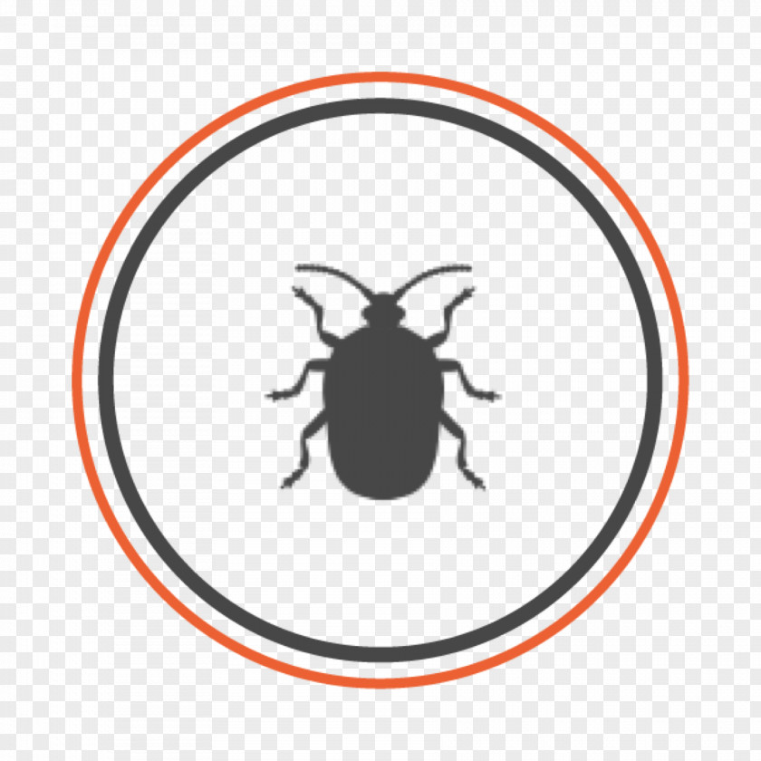 Beetle Allgood Pest Solutions Brown Marmorated Stink Bug Bed PNG