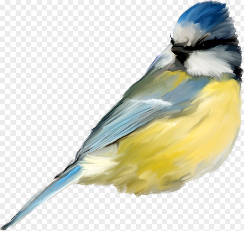 Bird Clip Art PNG