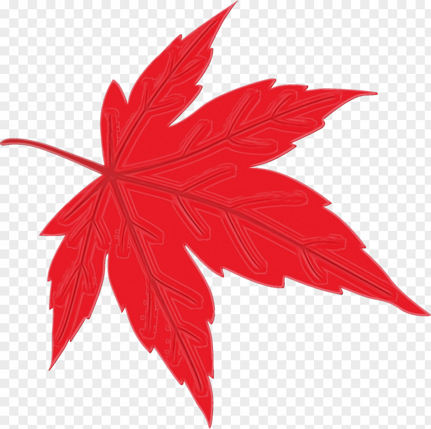 Black Maple Flower Leaf PNG