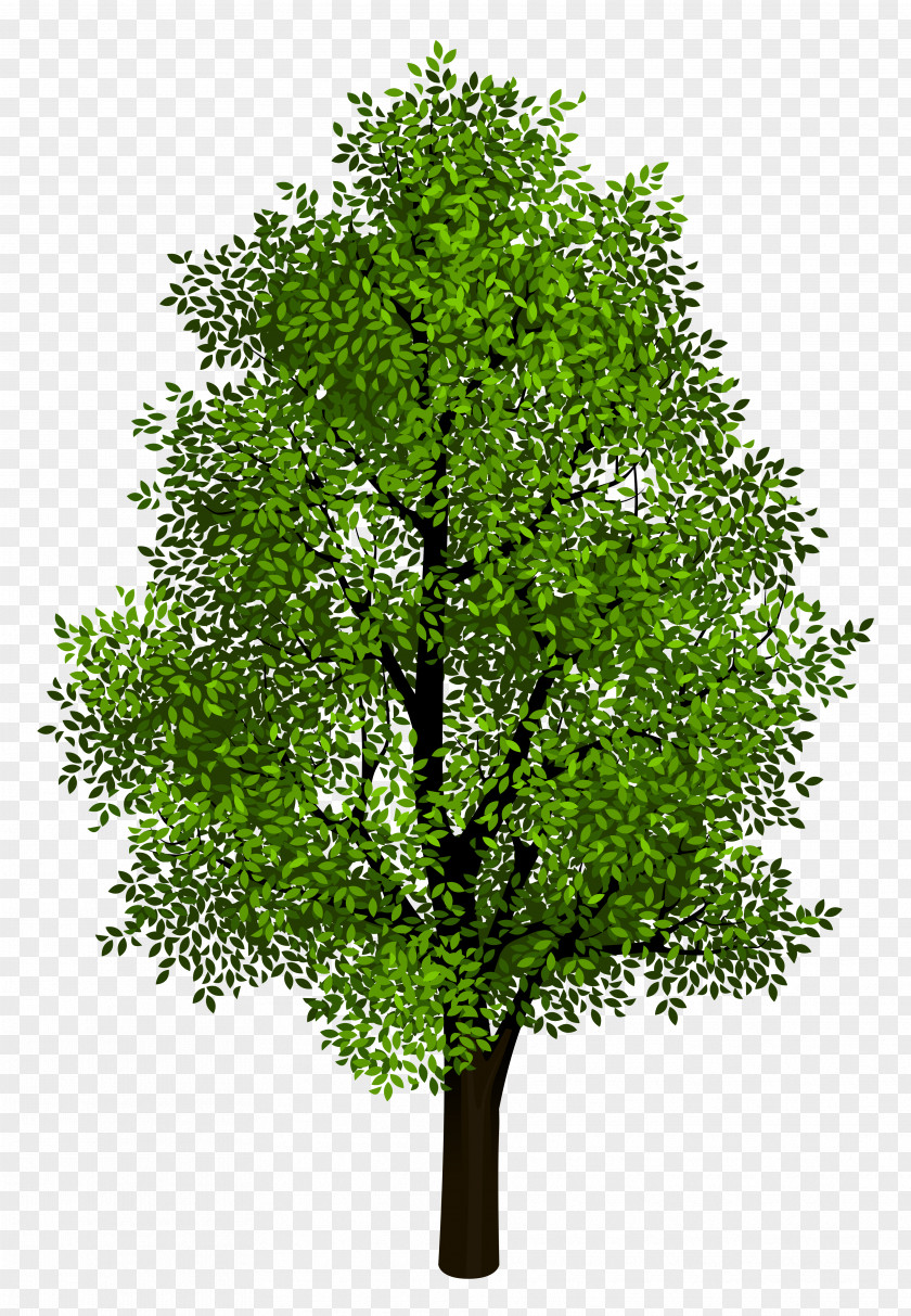 Green Tree Transparent Clipart Picture Isometric Projection Clip Art PNG