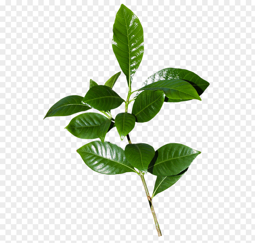 Plant Herbaceous Parsley Leaf PNG