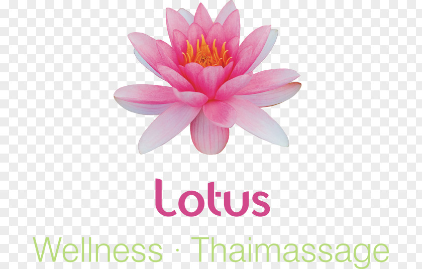 Thai Massage Royalty-free Image Clip Art Drawing Lily PNG