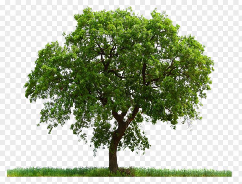 Tree Image, Free Download, Picture Computer File PNG