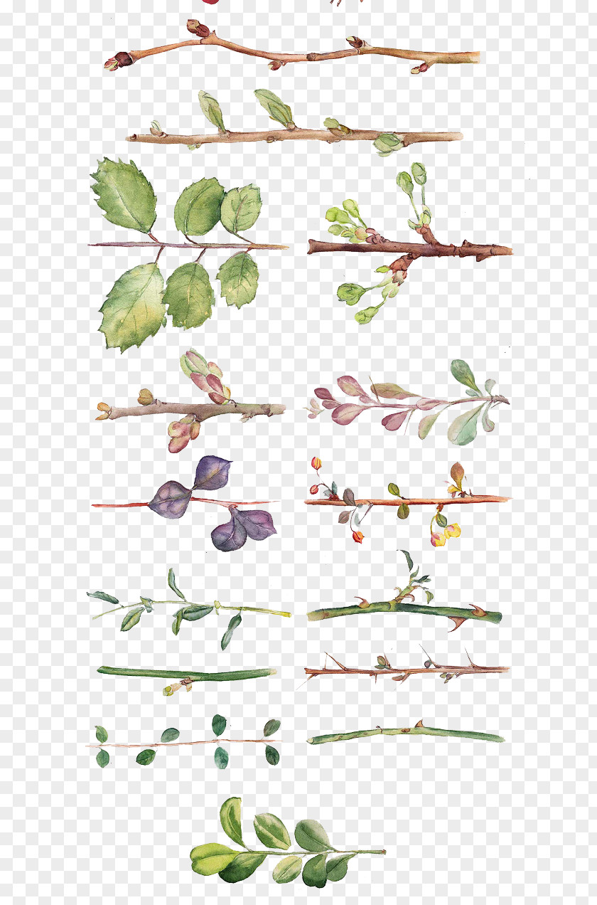 All Kinds Of Hand-painted Watercolor Leaves And Branches Flower Painting Drawing Floral Design PNG