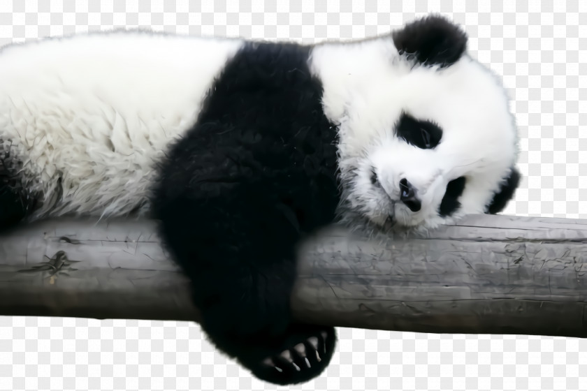 Blackandwhite Paw Panda PNG