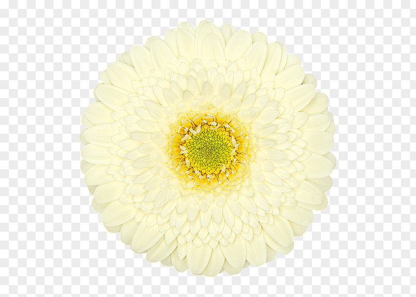 Chrysanthemum Transvaal Daisy Cut Flowers Petal PNG