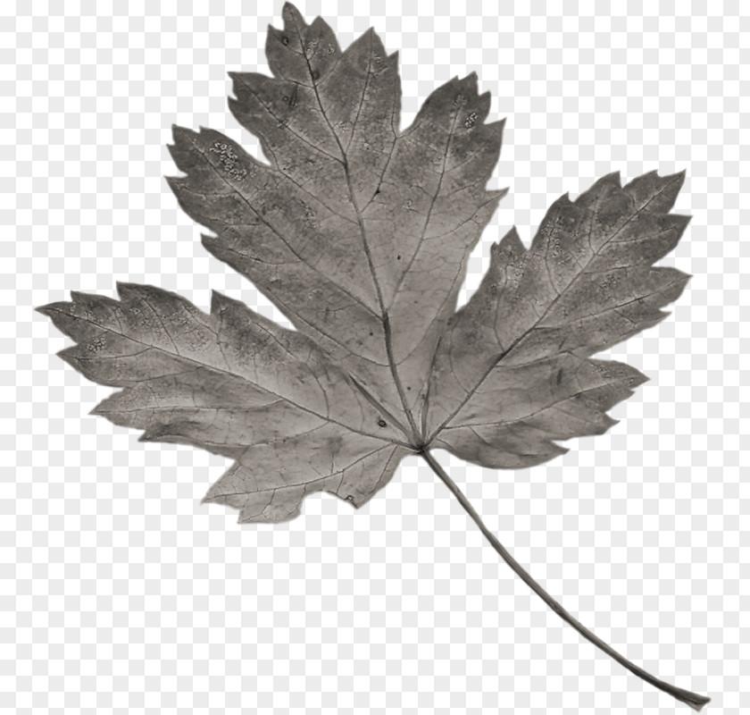 Feuilles Gris Gothic .nl Leaf Child Maple PNG