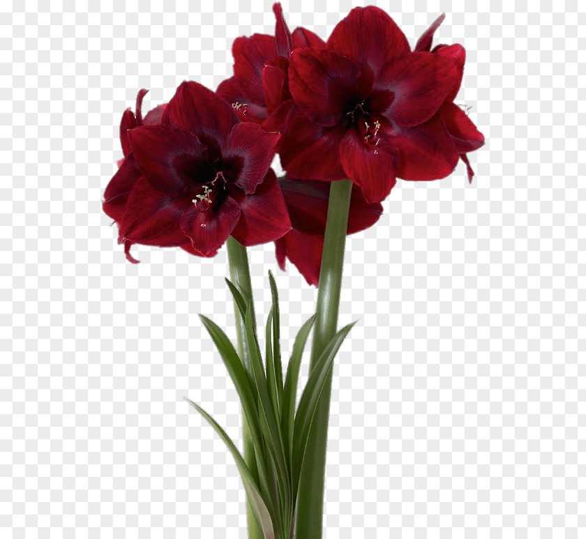 Gladiolus Artificial Flower Flowers Background PNG