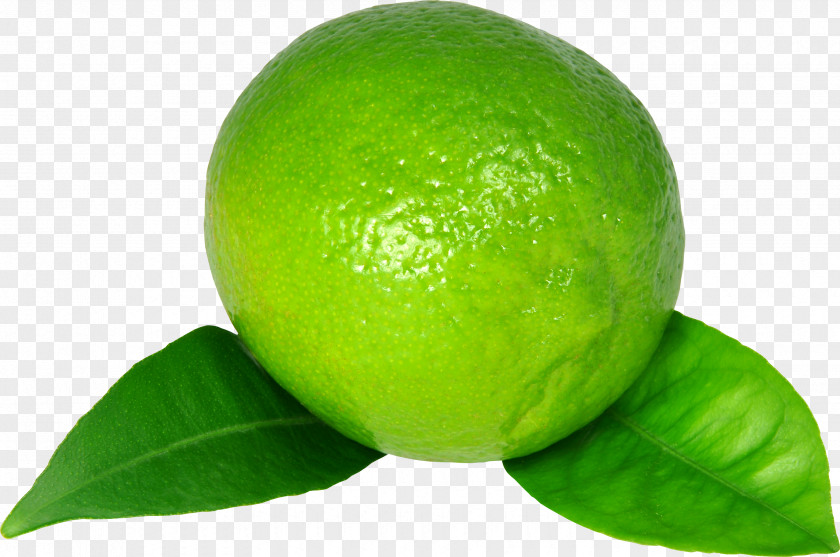 Lime Key Lemon Persian PNG