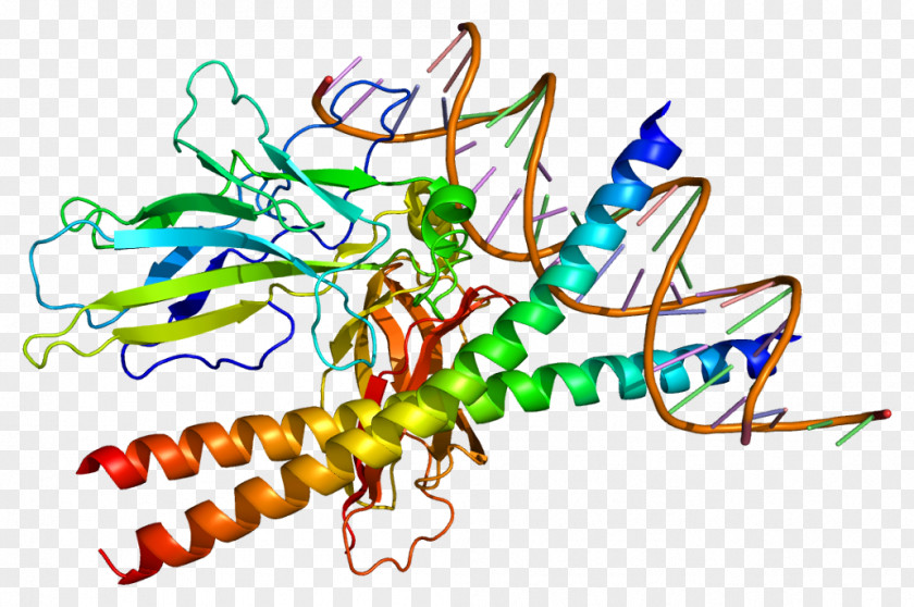 NFATC2 Protein Gene Expression PNG