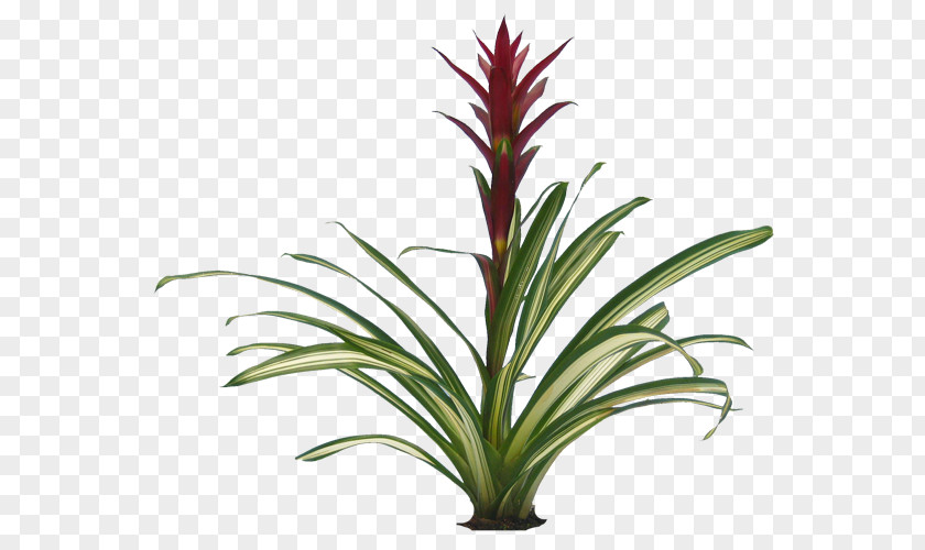 Plants Transparent Flowering Plant Bromeliads Clip Art PNG