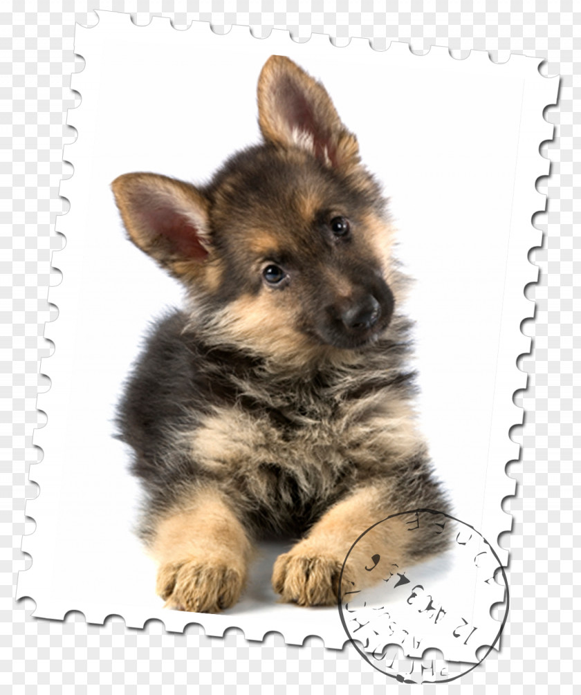 Puppy Old German Shepherd Dog Malinois Rottweiler PNG