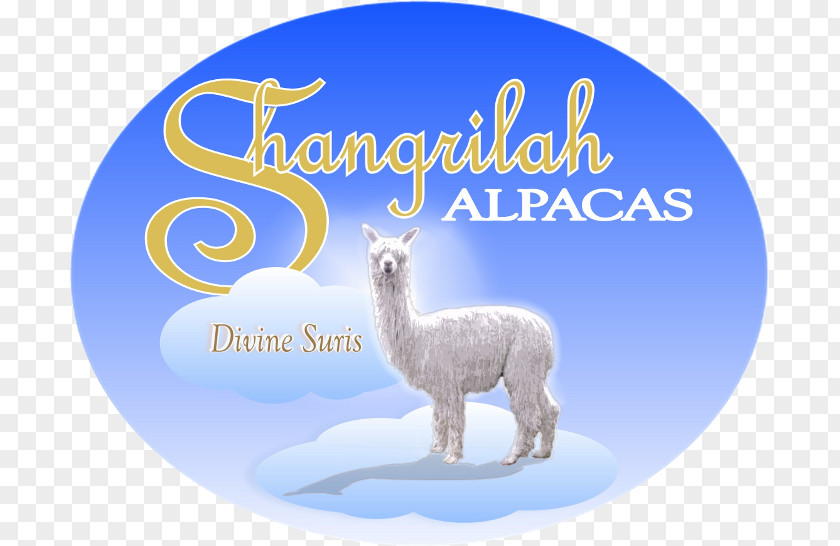 Alpacas Llama Alpaca Vicuña Domestication Shangri-La Hotels And Resorts PNG