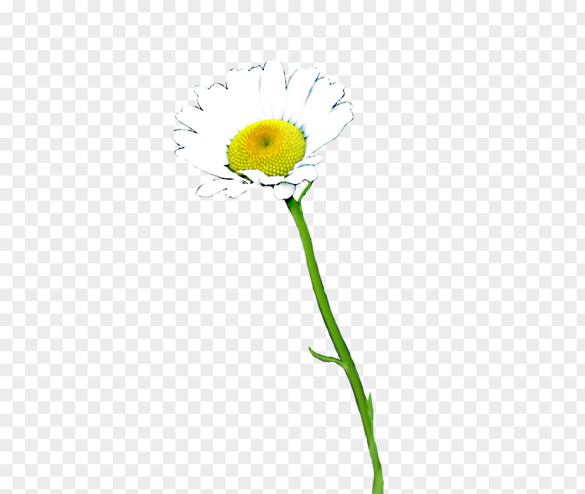 Common Daisy Oxeye Sunflower Cut Flowers Petal PNG