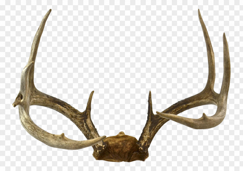Deer Antler Fallow Elk Trophy Hunting PNG
