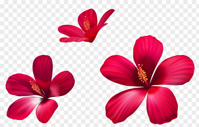 Exotic Pink Flowers Clipart Image Clip Art PNG
