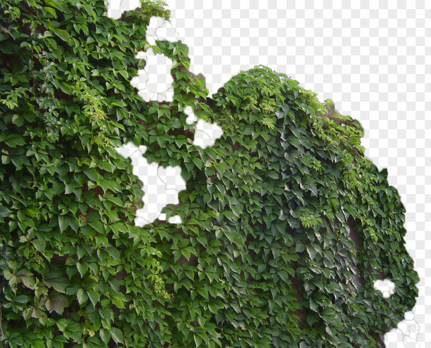 Green Wall Tiger Parthenocissus Tricuspidata Virginia Creeper Common Ivy Vine PNG